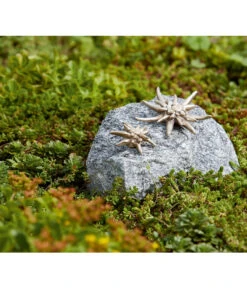 Rottenecker Bronzefigur Edelweiß Auf Schwarzwaldgranit