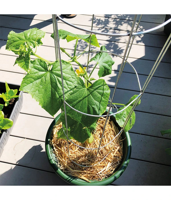 Bellissa Gurkenturm, 120 Cm - Ø 20 Cm 7 Bellissa Gurkenturm, 120 Cm - Ø 20 Cm – Bild 5