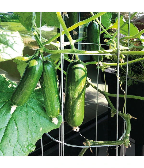 Bellissa Gurkenturm, 120 Cm - Ø 20 Cm 9 Bellissa Gurkenturm, 120 Cm - Ø 20 Cm – Bild 7