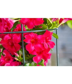 Dehner Halbobelisk -Gardena Verkäufe 2481596 2481927 2481976 WE DE 006 HalbobeliskObeliskStaudenhalter