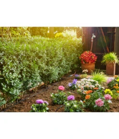 GARDENA Micro-Drip-System Start-Set Pflanzreihe S -Gardena Verkäufe 2848497 WE MO 001 GardenaMicroDripSystemSetBewaesserung