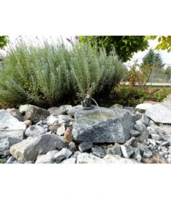 Rottenecker Granit-Gartenbrunnen Froschkönig Otto, 25 X 40 X 20 Cm 10 Rottenecker Granit-Gartenbrunnen Froschkönig Otto, 25 X 40 X 20 Cm -Gardena Verkäufe 3446762 WE MO 001 GartenbrunnenFroschkoenigOtto