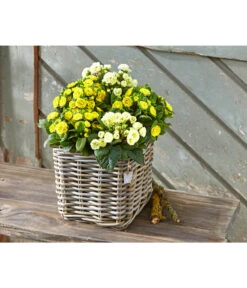 Van Der Leeden Rattan-Topf, Eckig, Grau-braun 17 Van Der Leeden Rattan-Topf, Eckig, Grau-braun -Gardena Verkäufe 3528668 3529468 3529930 WE MO 003 RattanTopfeckiggraubraun