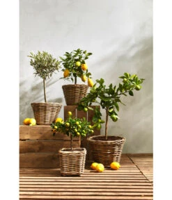 Van Der Leeden Rattan-Topf, Eckig, Grau-braun 23 Van Der Leeden Rattan-Topf, Eckig, Grau-braun -Gardena Verkäufe 3528668 3529468 3529930 WE MO 008 RattanTopfeckig