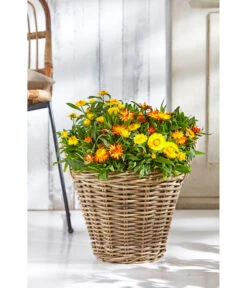 Rattan-Topf, Rund, Grau-braun -Gardena Verkäufe 3679347 3679362 3679578 WE MO 019 RattanTopfrundbraun