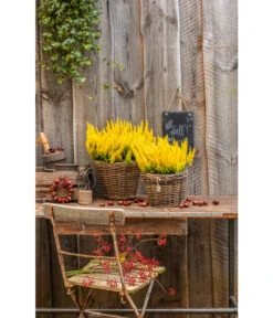 Rattan-Topf, Rund, Grau-braun -Gardena Verkäufe 3679347 3679362 3679578 WE MO 022 RattanTopfrundbraun