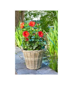 Van Der Leeden Rattan-Korb Mit Henkeln, Rund, Grau-braun -Gardena Verkäufe 3679602 3679727 3679735 WE MO 006 RattanKorbmitHenkelnrundgraubraun