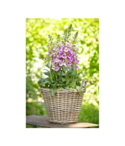 Van Der Leeden Rattan-Korb Mit Henkeln, Rund, Grau-braun -Gardena Verkäufe 3679602 3679727 3679735 WE MO 011 RattanKorbmitHenkelngraubraunBlumentopf