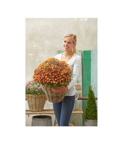 Van Der Leeden Rattan-Korb Mit Henkeln, Rund, Grau-braun -Gardena Verkäufe 3679602 3679727 3679735 WE MO 013 RattanKorbmitHenkelnrundgraubraun