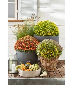 Van Der Leeden Rattan-Korb Mit Henkeln, Rund, Grau-braun -Gardena Verkäufe 3679602 3679727 3679735 WE MO 021 RattanKorbmitHenkelnrundgraubraunKorb