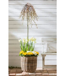 Van Der Leeden Rattan-Pflanzkorb, Grau-braun -Gardena Verkäufe 4111290 WE MO 013 RattanPflanzkorbgraubraun