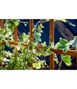 Dobar Hochbeet Peru Mit Rankspalier, Ca. B110/H115/T88 Cm 16 Dobar Hochbeet Peru Mit Rankspalier, Ca. B110/H115/T88 Cm -Gardena Verkäufe 4155016 WE MO 003 DobarPflanzkastenHochbeetPerumitRankspalier