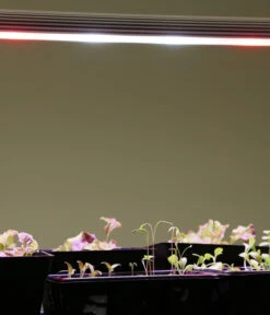 Venso LED-Anzuchtlampe GrowLight Duo 25 Venso LED-Anzuchtlampe GrowLight Duo -Gardena Verkäufe 4179610 WE MO 006 AnzuchtlampeGrowLightDuo