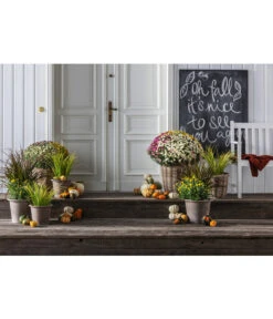 Van Der Leeden Rattan-Pflanzkorb, Grau-braun -Gardena Verkäufe 4316279 4316295 4316303 WE MO 001 TerrkottaTopfVento