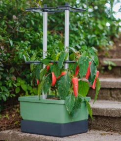 Gusta Garden Chilitopf Charly Chili, Ca. B35/H69/T28 Cm 7 Gusta Garden Chilitopf Charly Chili, Ca. B35/H69/T28 Cm -Gardena Verkäufe 6627095 WE MO 001 CharlyChiliRanksystem