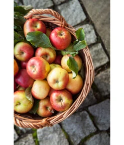 Dehner Gartenkorb 15 Dehner Gartenkorb -Gardena Verkäufe 745141 WE MO 001 GartenkorbNaturGesotten