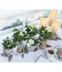 Dehner LED-Kerze -Gardena Verkäufe 8095242 WE MO 001 ChristroseChristmasCarolWeihnachtsstern