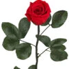 Longlife-Rose Mit Stiel, Rot 1 Longlife-Rose Mit Stiel, Rot -Gardena Verkäufe 8168072 PR FS 001 LonglifeRosemitStielDehnerExpressHerzig