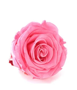 Longlife-Rose, Ca. Ø6 Cm -Gardena Verkäufe 8192502 WE DE 002 LonglifeRoseSPBabyPink