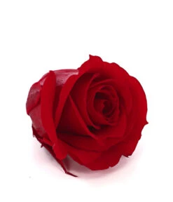 Longlife-Rose, Ca. Ø3 Cm -Gardena Verkäufe 8192635 WE DE 002 LonglifeRosePVibrantRed