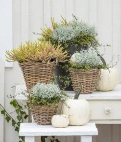 Rattan-Topf, Rund, Grau-braun -Gardena Verkäufe 8810202 WE MO 001 GoldenAngie GoldenerHerbst